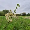 weerfoto Roosdaal