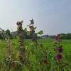 weerfoto Roosdaal