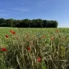 weerfoto Lennik