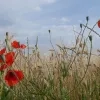 weerfoto Affligem