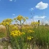 weerfoto Roosdaal
