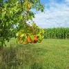 weerfoto Roosdaal
