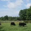 weerfoto Affligem