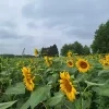 Roosdaal