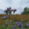 weerfoto Roosdaal