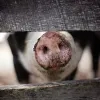 varken_dierenwelzijn.jpg