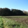 bosstrombeek.jpg