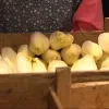 De witloofbox viert zijn vijftiende verjaardag