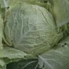 groene_kool.jpg