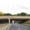 ecoduct_groenendaal_-_witteveenbos_en_cluster_iov_lifeozon-300.jpg