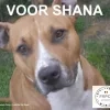 shana.jpg