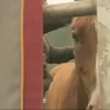 paard.png