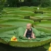 lenke_op_waterlelie2.jpg