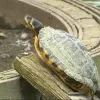 schildpad1.jpg