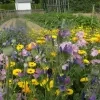 bloemenweide_grimbergen.jpg