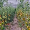 Den Diepen Boomgaard start voorbereiding nieuw zelfoogstseizoen