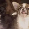 chihuahua.jpg