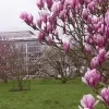 Magnolia's Plantentuin Meise