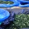 khat.jpg