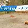 perimeter_coloma.png
