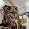 VOC Malderen vangt wilde dieren in nood op