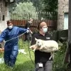 Parket Halle-Vilvoorde tilt zwaar aan dierenmishandeling