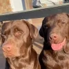 Hond Bento verdrinkt in Zenne: “We willen iedereen waarschuwen voor de levensgevaarlijke situatie daar” 
