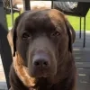 Hond Bento verdrinkt in Zenne: “We willen iedereen waarschuwen voor de levensgevaarlijke situatie daar” 