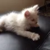 kitten.jpg