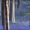 hallerbos_blauw.jpg