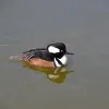 watervogel.jpg