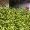 Geslaagde hopoogst bij Brouwerij Palm in Steenhuffel