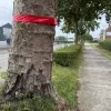 Voor de heraanleg van de Ninoofsesteenweg tussen Pajottegem en Pepingen moeten bijna 100 bomen gekapt worden