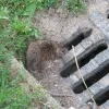 common_rat_in_bystrc.jpg
