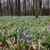 Het Hallerbos kleurt paars