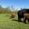 Highlandkalfje Alasdair en zijn ouders op de Kesterheide in Gooik