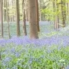 Het Hallerbos kleurt paars door de vele boshyacinten