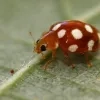 zeldzaam_beestje_huizingen_hanenbos.jpg