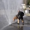 De honden krijgen bijtoefeningen op de PIVO-site in Asse.