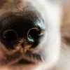 hond_close.jpg