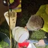 Vrijwilligers van de Gaston Devoswijk zetten amfibieën veilig de weg over tijdens jaarlijkse trek