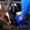 schapen.jpg
