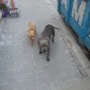 honden_facebook.jpg