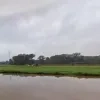 denderliedekerke.png