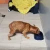 hond2.png