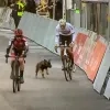 hond_overijse.jpg