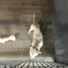 honden_vilvoorde.jpg
