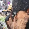 bomen_ternat.jpg
