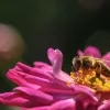 bijen_bloemen.jpg
