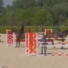 paarden.png